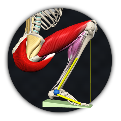 Anatomy of a Squat - Exactly Which Muscles Are Used, in 3D Animation