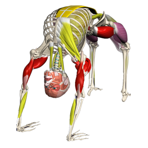 Yoga anatomy