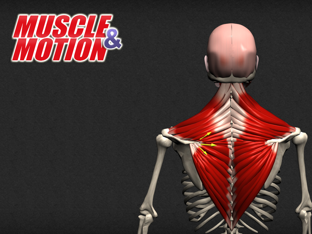 Understanding The Anatomy Of Human Muscles Choose The Best App
