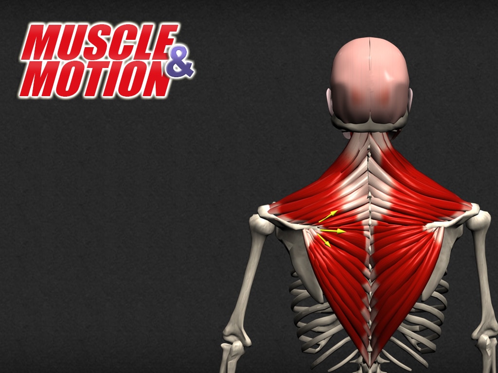 Interactive Muscle Chart