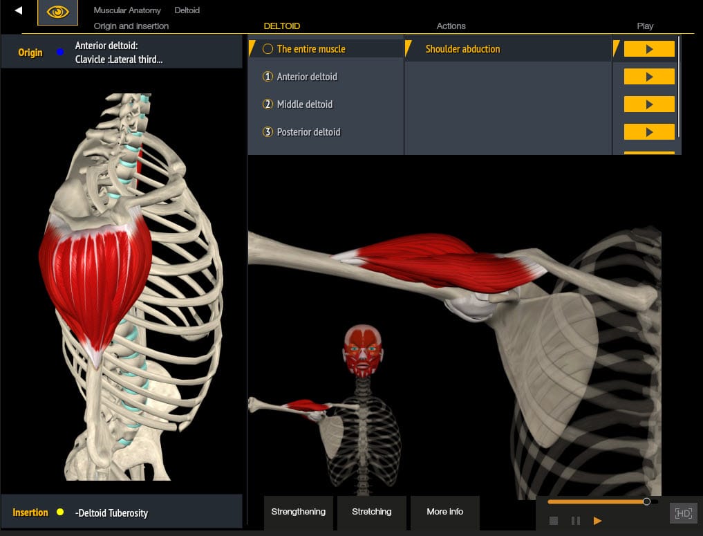 Muscle and motion. аналоги muscle&motion. Muscle motion. Muscle motion. Muscle motion.