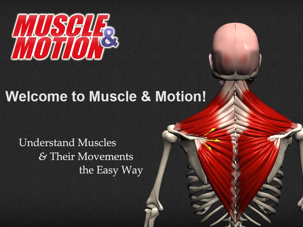 homepage muscle motion strength training anatomy muscular