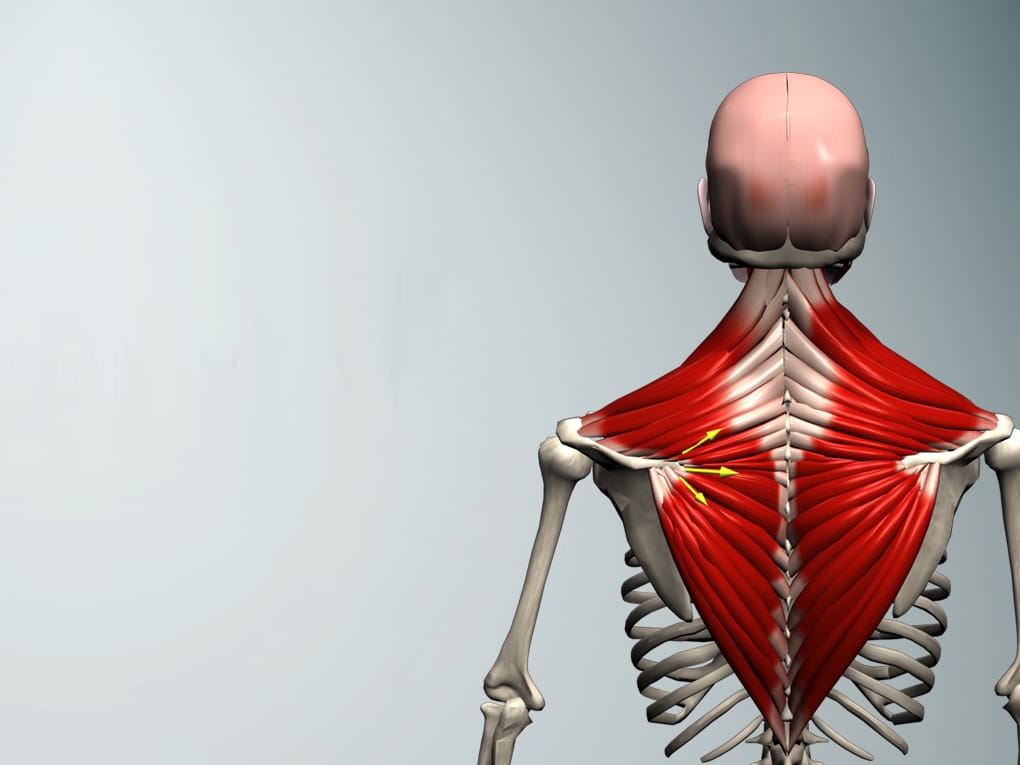 Pic1 Muscle&Motion Strength Training Anatomy, Muscular Anatomy and