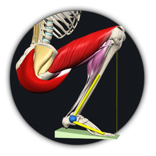 Anatomy of a Squat - Exactly Which Muscles Are Used, in 3D Animation