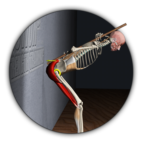 Strength Training with 3D anatomy videos