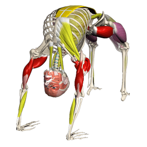 Yoga anatomy