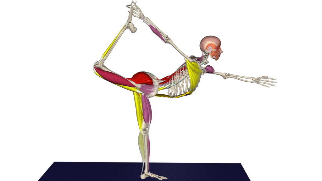 Lord of the dance anatomy