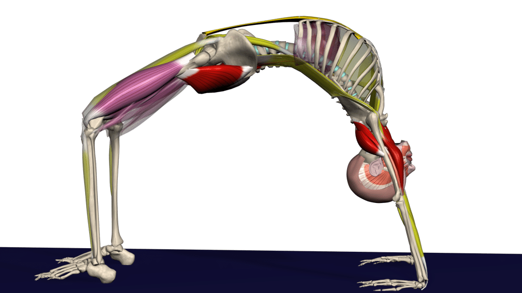 The anatomy of Yoga | Precise anatomical analysis of classical asanas