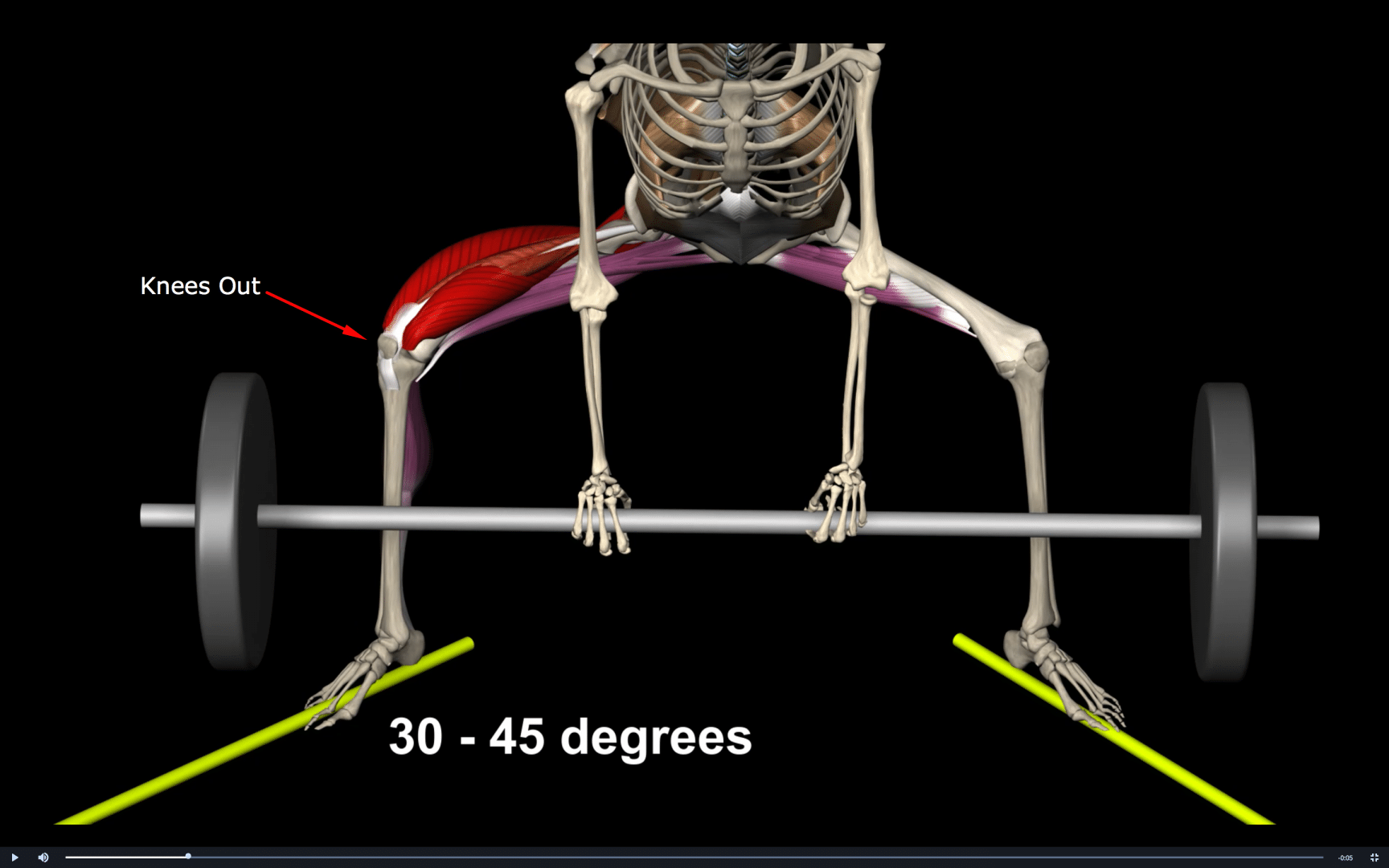 Degrees Muscle&Motion Strength Training Anatomy, Muscular Anatomy