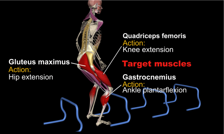 essential anatomy 3 activation code essential anatomy 3 activation code