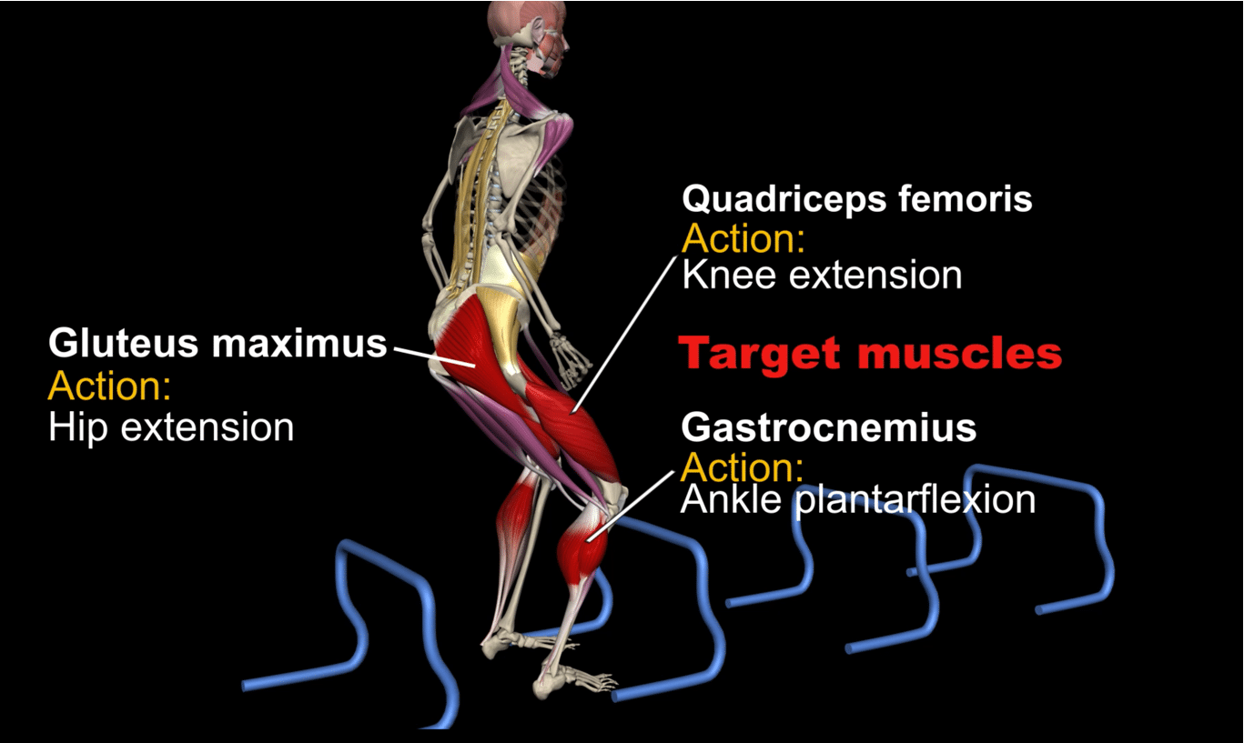 Hurdle Jumps anatomical analysis Muscle&Motion Strength Training