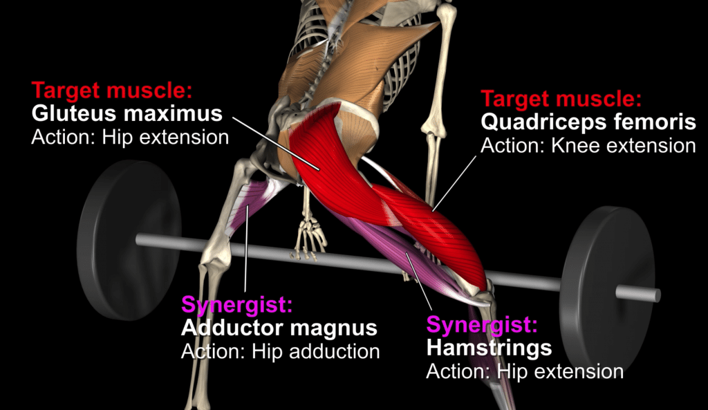 Gluteus