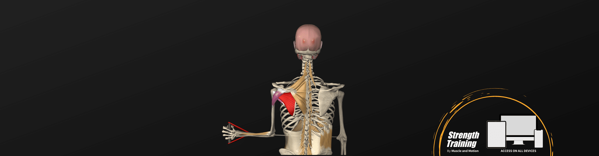 Strength Muscle&Motion Strength Training Anatomy, Muscular Anatomy