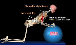 Kneeling triceps extension with stability ball anatomical analysis