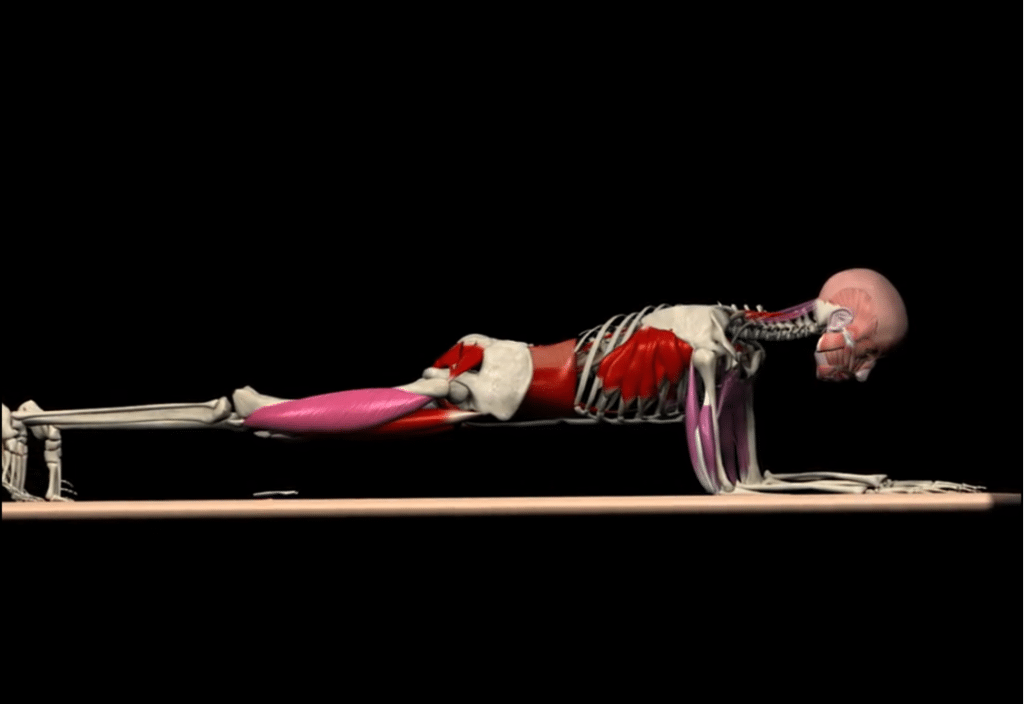 Plank with Leg Raises Anatomical Analysis and Common Mistakes in 3D