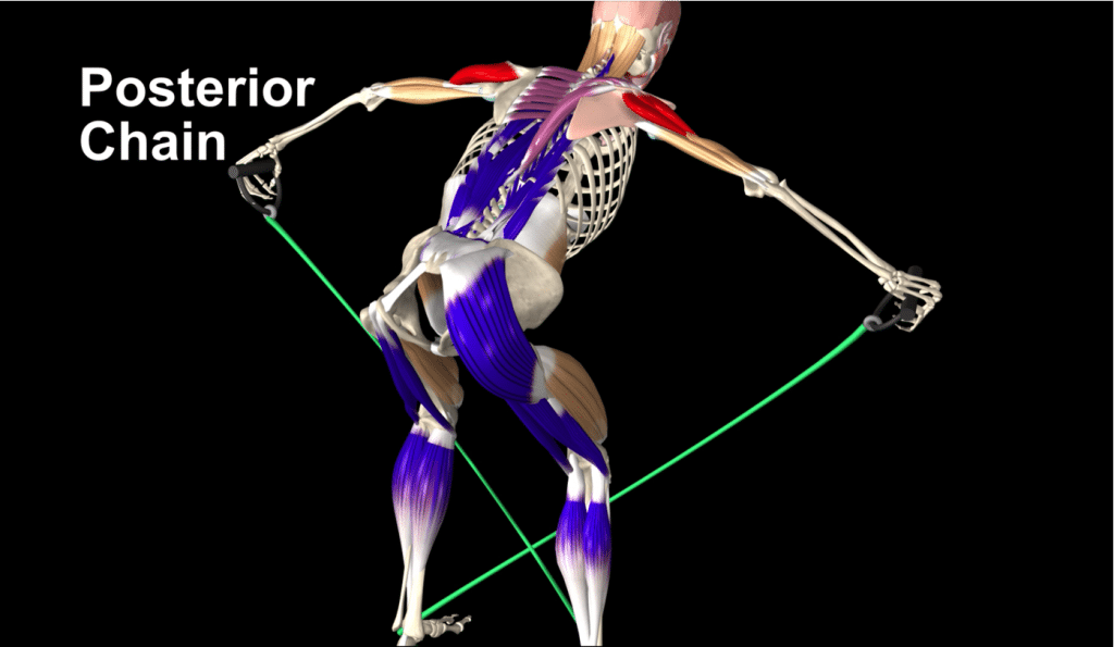 Bent Over High Row Anatomical Analysis and Common Mistakes in 3D