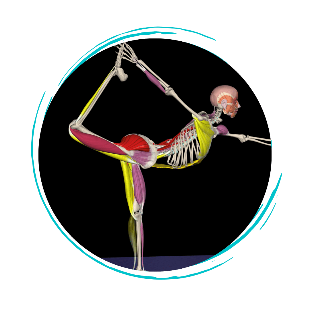 YOGA 3D Anatomy