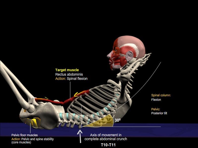 rectus 1 | Muscle&Motion - Strength Training Anatomy, Muscular Anatomy