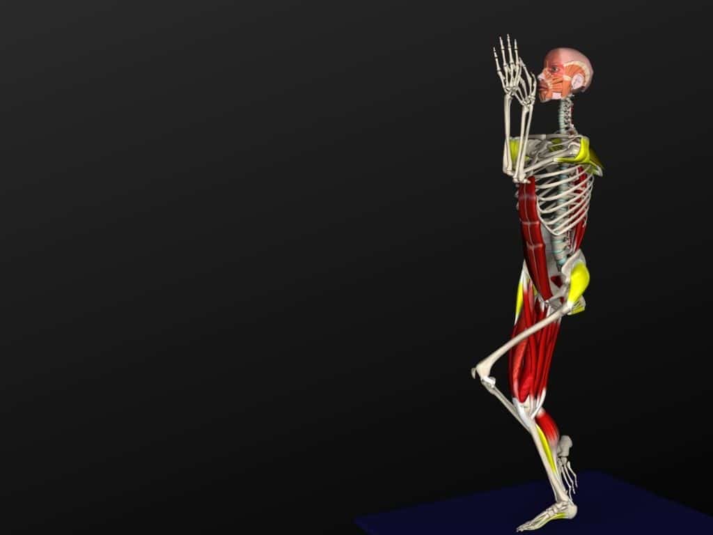10 Muscle&Motion Strength Training Anatomy, Muscular Anatomy and More!