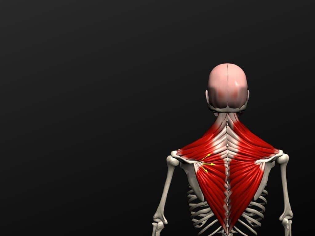 11 Muscle&Motion Strength Training Anatomy, Muscular Anatomy and More!