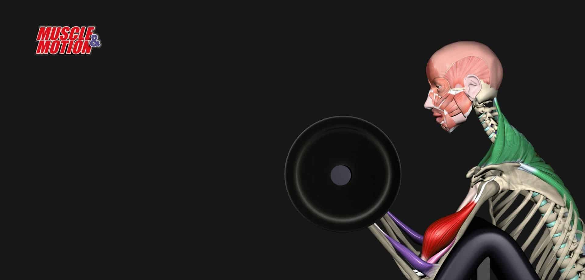 Main Muscle&Motion Strength Training Anatomy, Muscular Anatomy and