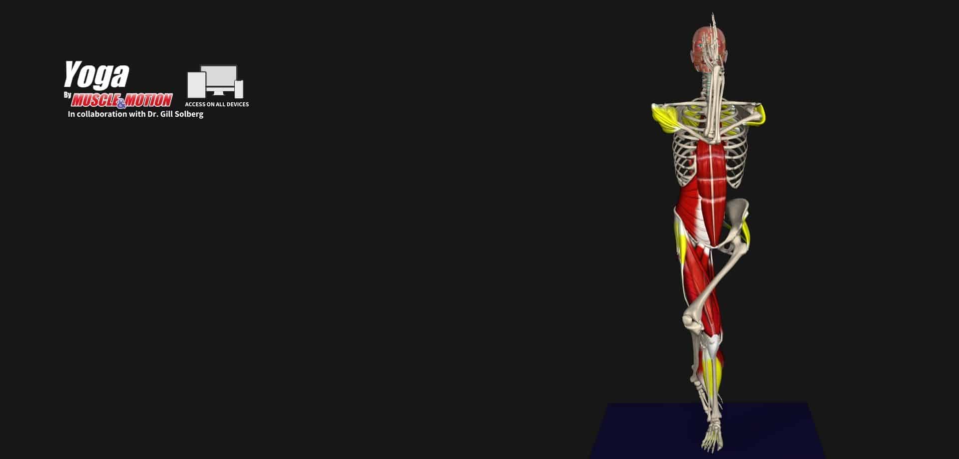 Yoga Muscle&Motion Strength Training Anatomy, Muscular Anatomy and