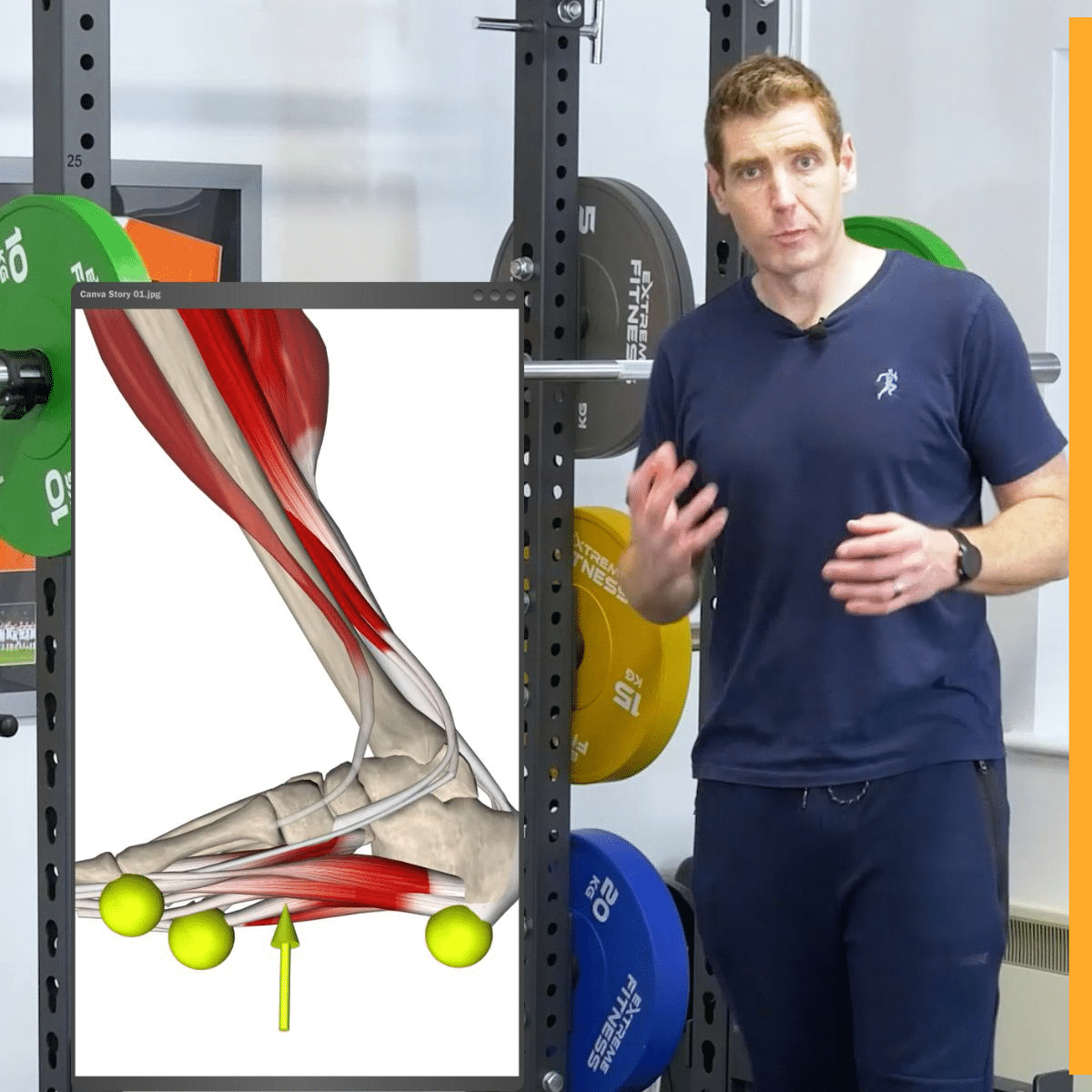 9 Muscle&Motion Strength Training Anatomy, Muscular Anatomy and More!