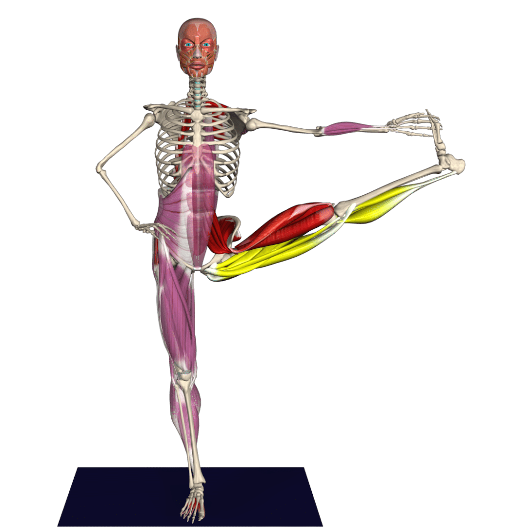 The anatomy of Yoga Precise anatomical analysis of classical asanas
