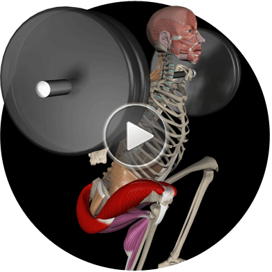 Squat_Anatomy-1