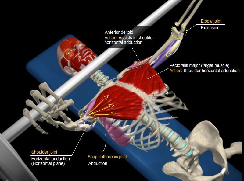pectoralis