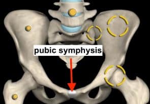 pubic symphysis