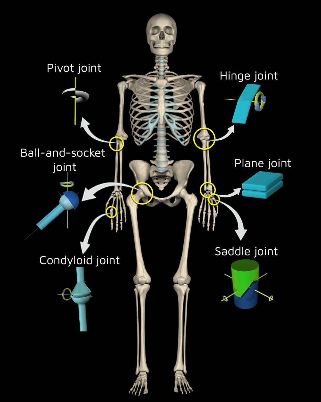 Types of Joints A Detailed Classification Guide Muscle and Motion
