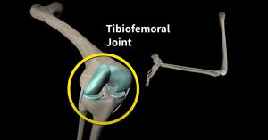 The tibiofemoral joint