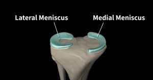 Meniscus Anatomy