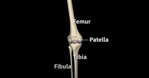 The four bones that form the knee joint