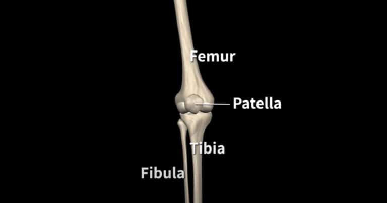 Anatomy of the Knee Joint: Bones, Ligaments, and Muscles