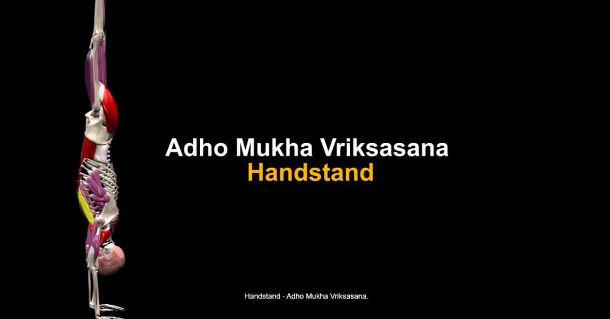 Mastering the Handstand Pose Guide by Muscle and Motion