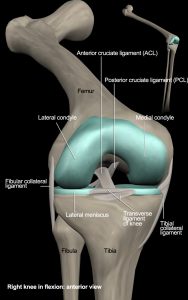 joint Ligament Anatomy