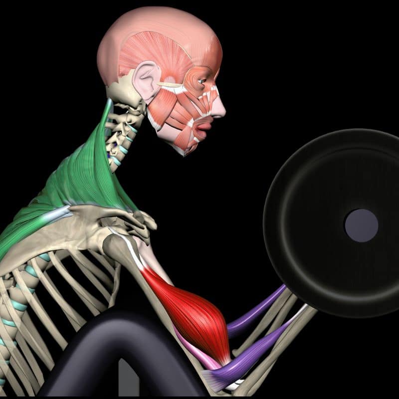 Strength Training anatomy