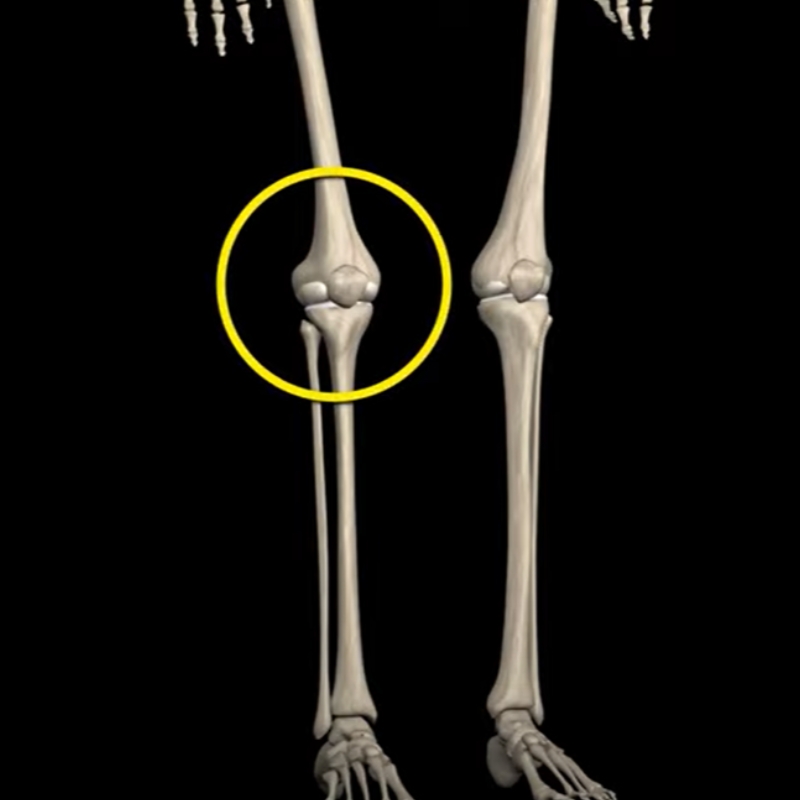 the Knee Joint