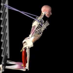 Nordic Hamstring Curl Anatomy