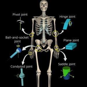 Types of Joints