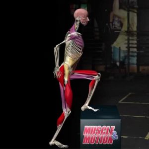 Strength Training Anatomy feature