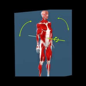 Anatomical Terminology