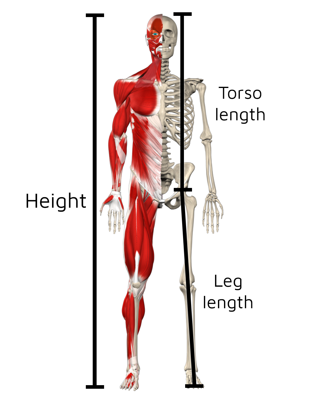 Body Proportion Effect on Deadlift  Muscle&Motion - Strength Training  Anatomy, Muscular Anatomy and More!