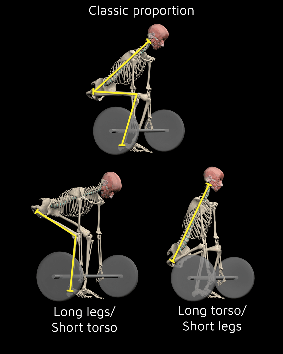 Classic Proportion