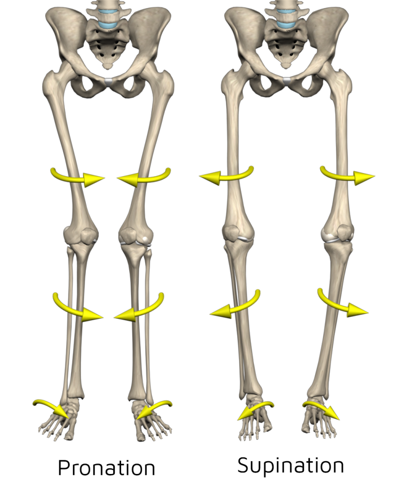 Legs_Supination_and_Pronation