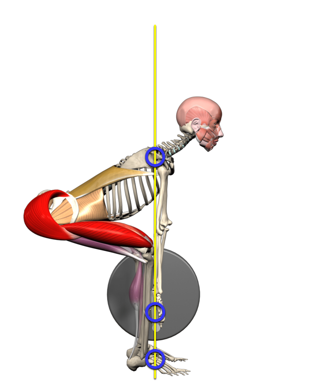 Body Proportion Effect on Deadlift  Muscle&Motion - Strength Training  Anatomy, Muscular Anatomy and More!