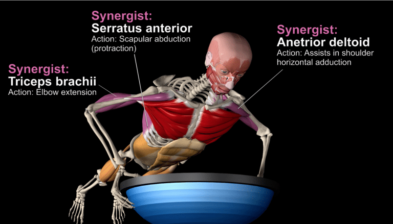 synergist