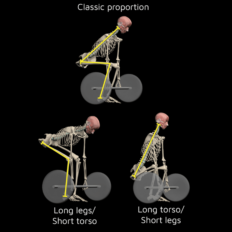 תמונה ראשית לעמוד בלוג Body Proportion Effect on deadlift